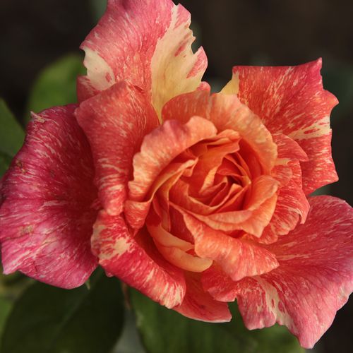 Lazac rózsaszín, sárga csíkokkal - Teahibrid virágú - magastörzsű rózsafa- egyenes szárú koronaforma